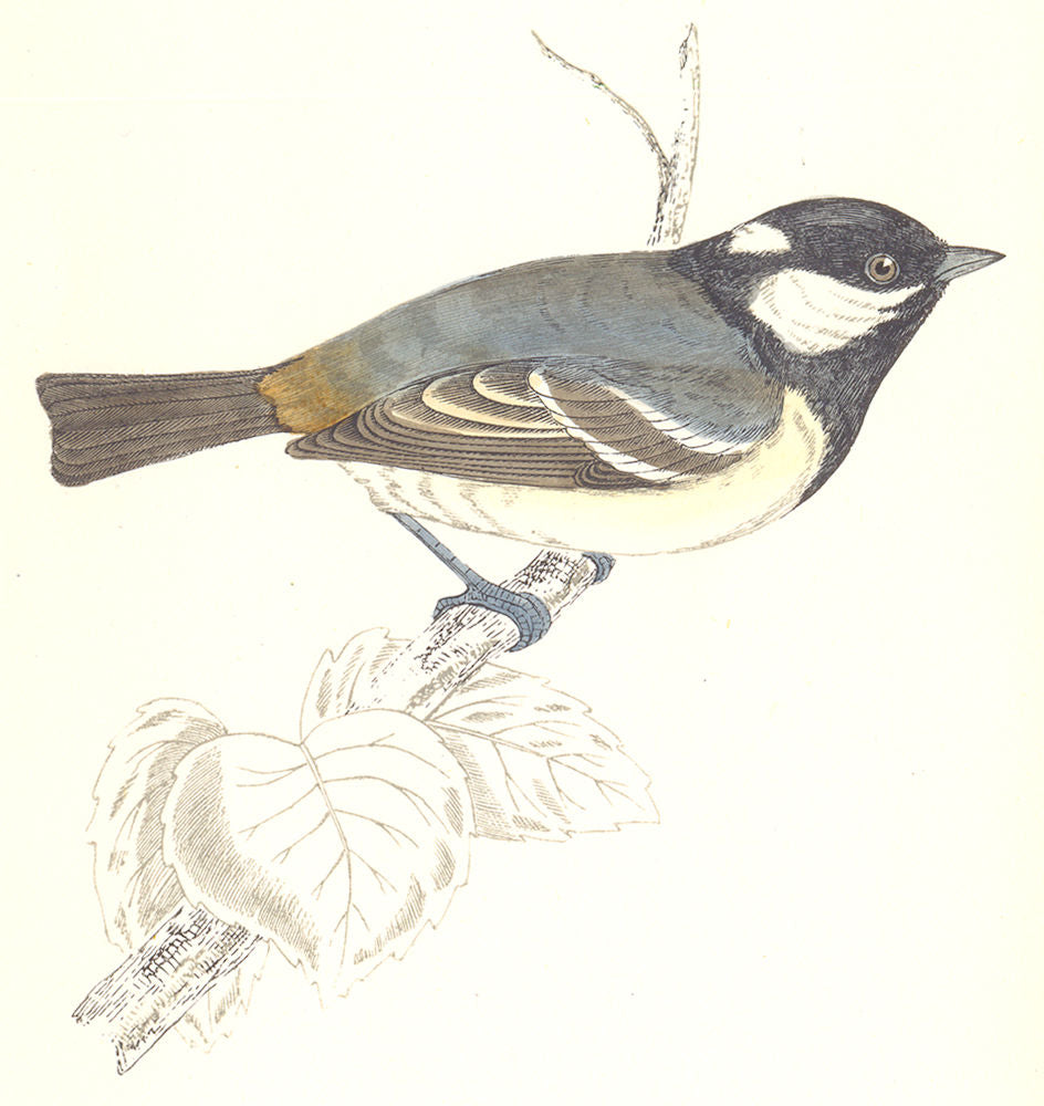 BIRDS. Tit Cole Tit. Native of Europe. America. Asia (Morris) 1865 old print
